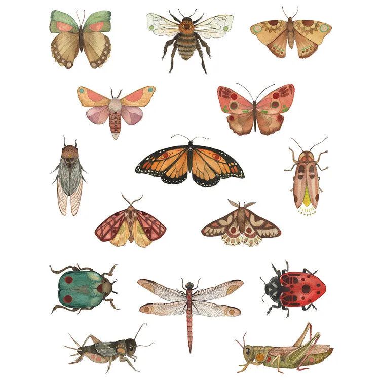 Bug Collection 11x14 Print