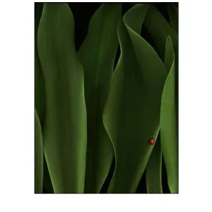Coccinelle