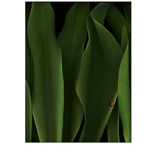 Coccinelle