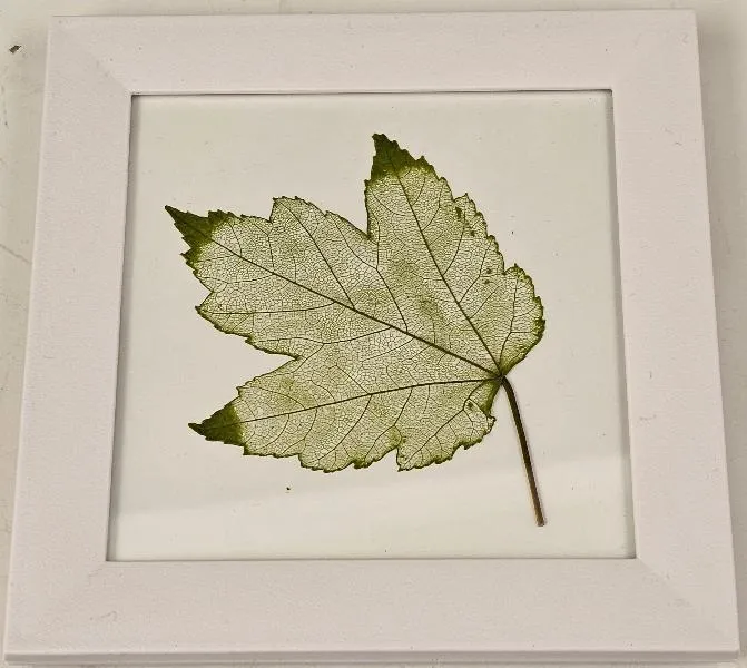 Etched Leaf Coasters