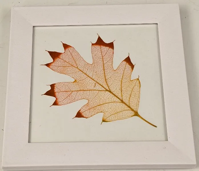 Etched Leaf Coasters