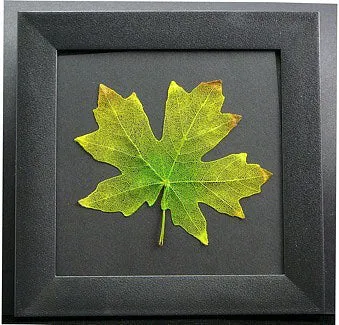 Etched Leaf Coasters