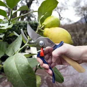 Hand Pruner Secateurs, from Opinel (Slate)