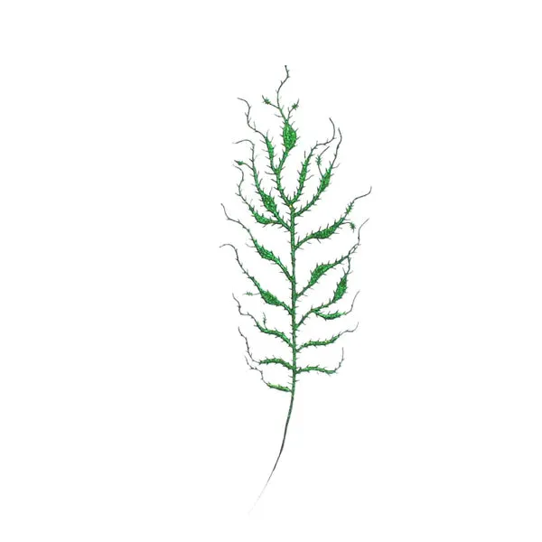 Leaf Spray Green
