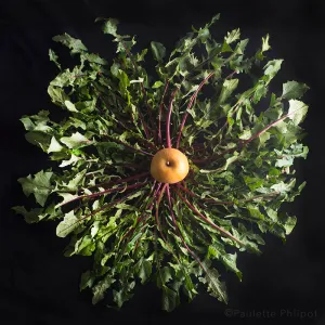 Mandala Fine Art Metal Print, Apple and Greens