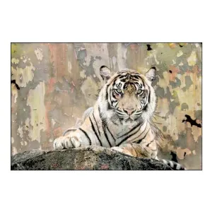 Tiger Love